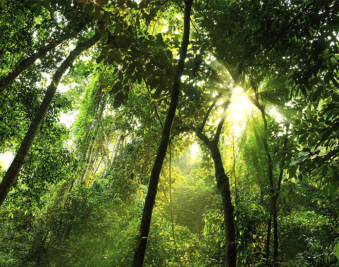 Mayan Green